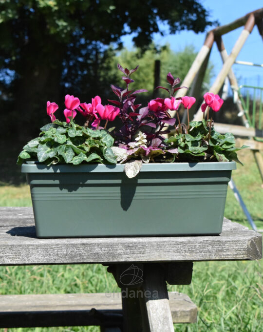 jardinera-con-plantas-30cm-verde-cyclamen-alternanthera-ajuga-exterior