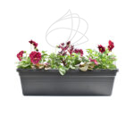 Jardinera con Plantas 50cm Antracita Pensamiento + Alternanthera + Ajuga
