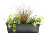 Jardinera con Plantas 50cm Antracita Viola + Carex + Lysimachia