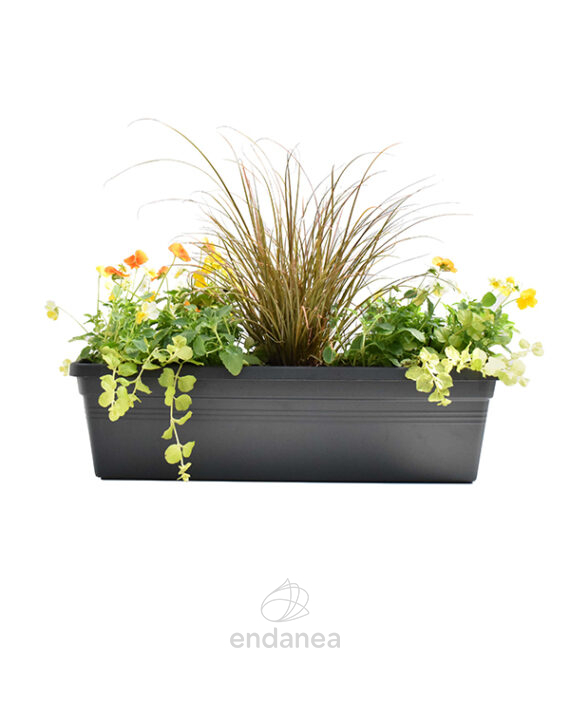 Jardinera con Plantas 50cm Antracita Viola + Carex + Lysimachia