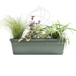 Jardinera con Plantas 50cm Verde Carex + Cinta + Ajuga + Alternanthera + Helichrysum