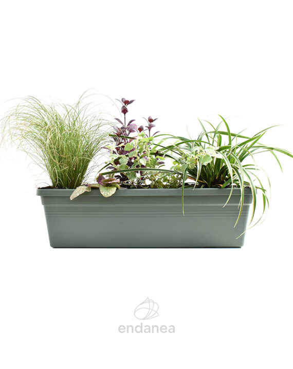 Jardinera con Plantas 50cm Verde Carex + Cinta + Ajuga + Alternanthera + Helichrysum