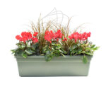 Jardinera con Plantas 50cm Verde Cyclamen + Carex
