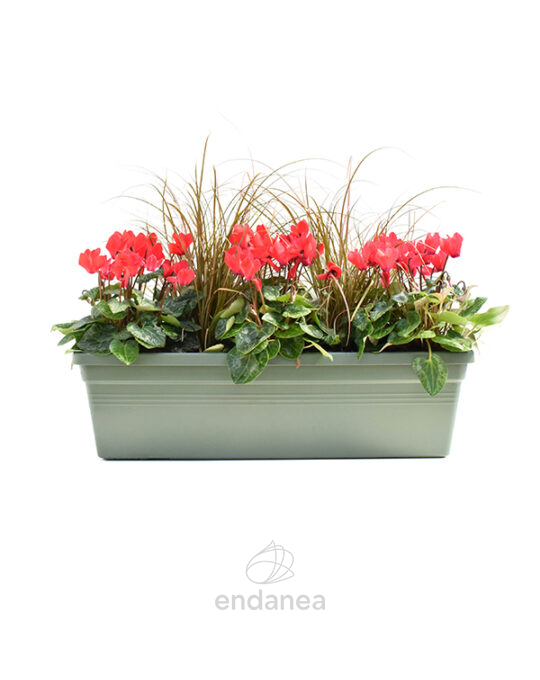 jardinera-con-plantas-50cm-verde-cyclamen-carex