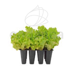 Lechuga Batavia Planta 12 unidades