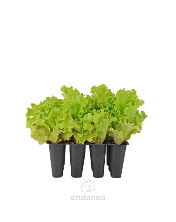 Lechuga Batavia Planta 12 unidades