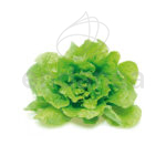 Lechuga Batavia Planta 12 unidades