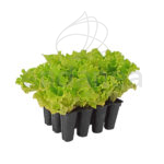 Lechuga Batavia Planta 12 unidades