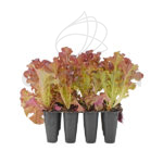 Lechuga Hoja de Roble Roja Planta 12 uds.