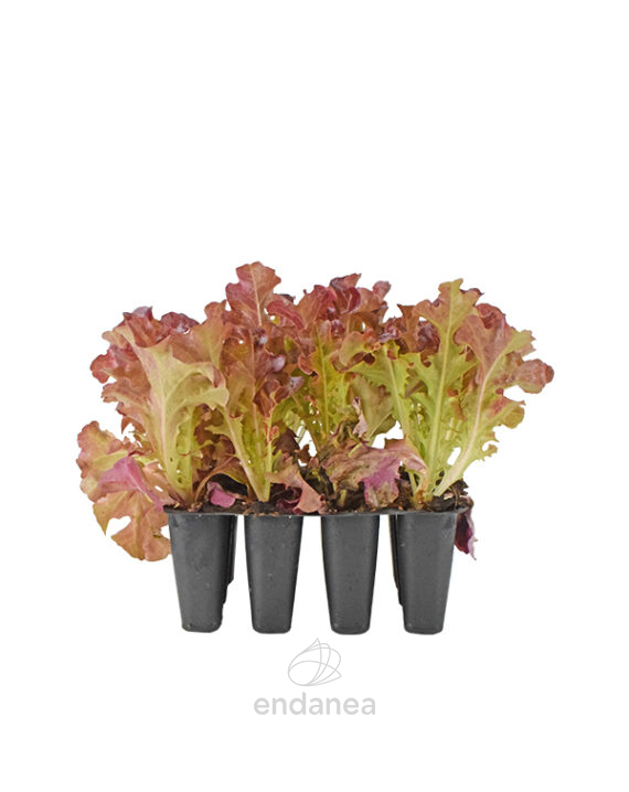 Lechuga Hoja de Roble Roja Planta 12 uds.