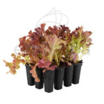 Lechuga Hoja de Roble Roja Planta 12 uds.