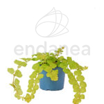 Lysimachia Km0 Planta de Exterior