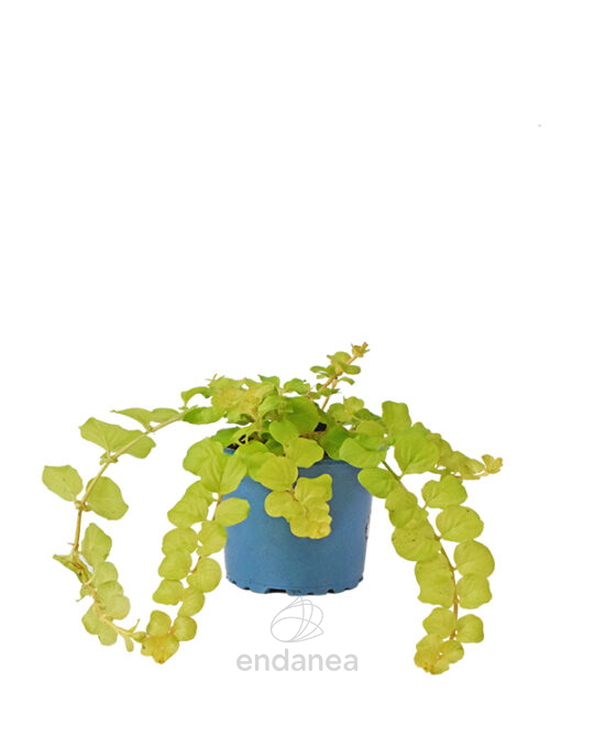 lysimachia-km0-planta-de-exterior
