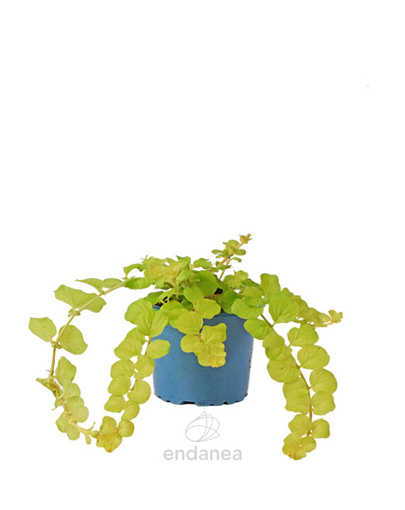 Lysimachia Km0 Planta de Exterior