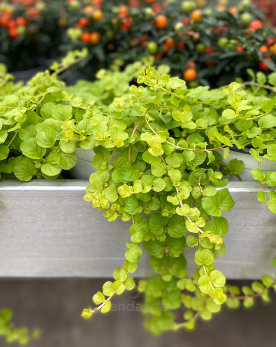 lysimachia-km0-planta-de-exterior-decoracion