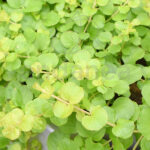 Lysimachia Km0 Planta de Exterior