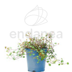 Muehlenbeckia Km0 Planta de Exterior