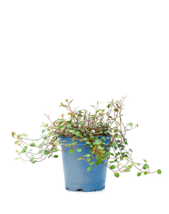 muehlenbeckia-km0-planta-de-exterior