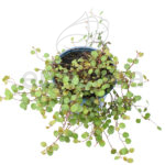 Muehlenbeckia Km0 Planta de Exterior