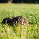 Rodiclac Natura Protecta Ahuyentador de Topos y Topillos
