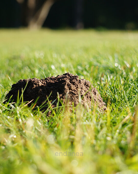 rodiclac-natura-protecta-ahuyentador-topos-agujero