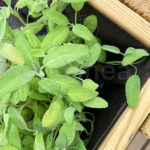 Salvia Planta de Exterior