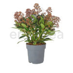 Skimmia Japonica