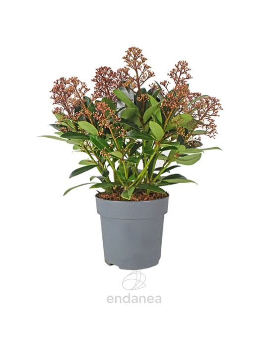 skimmia-japonica-planta-exterior
