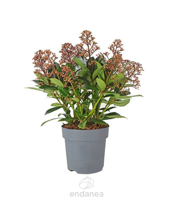 Skimmia Japonica