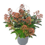 Skimmia Japonica