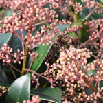 Skimmia Japonica