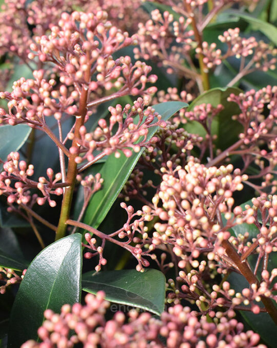 skimmia-japonica-planta-exterior-detalle-hojas