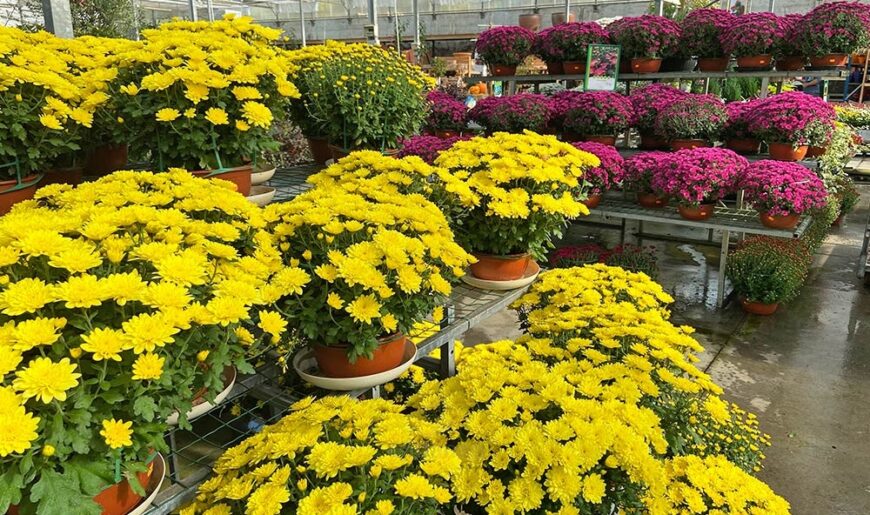 todos-los-santos-2021-endanea-garden-06