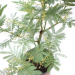 Acacia Mimos Planta de Exterior Otoño-Invierno 15cm detalle