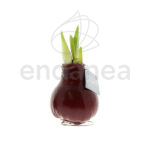 Bulbo de Cera Amaryllis Flores Sin Riego