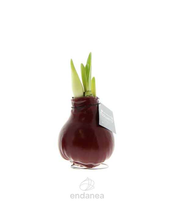 Bulbo de Cera Amaryllis Flores Sin Riego