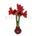 Bulbo de Cera Amaryllis Flores Sin Riego