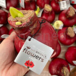 Bulbo de Cera Amaryllis Flores Sin Riego