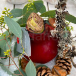 Bulbo de Cera Amaryllis Flores Sin Riego