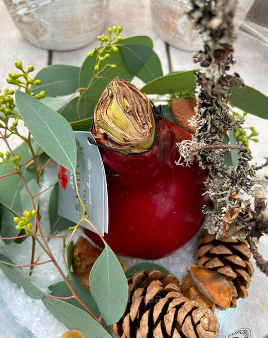 bulbo-amaryllis-cera-flores-sin-riego-navidad