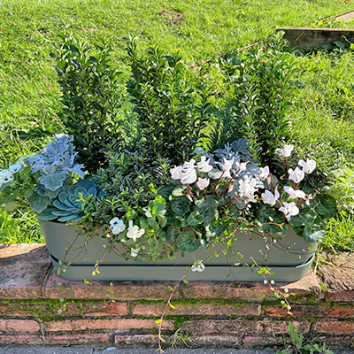 Diseño y Plantación Estilo Inglés en Jardinera
