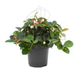 Gaultheria Planta de Exterior Otoño / Invierno - Navidad