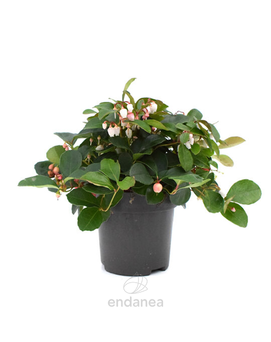 gaultheria-planta-exterior-otono-invierno-navidad