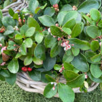 Gaultheria Planta de Exterior Otoño / Invierno - Navidad