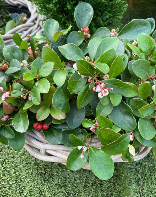 gaultheria-planta-exterior-otono-invierno-navidad-decoracion