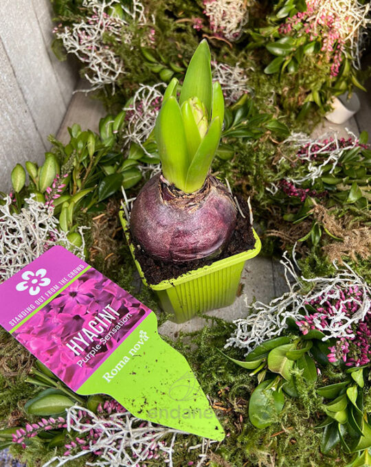 hyacinthus-jacinto-1-unidad-colores-navidad-decoracion