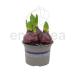 Bulbos Hyacinthus Jacintos 3 unidades Morado
