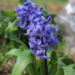 Bulbos Hyacinthus Jacintos Morado