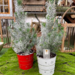 Pinus Pinea Nevado en Maceta Roja y Blanca Navidad