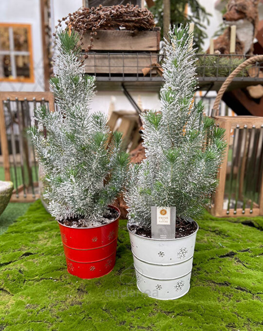 pinus-pinea-nevado-pino-piñero-nevado-decoracion